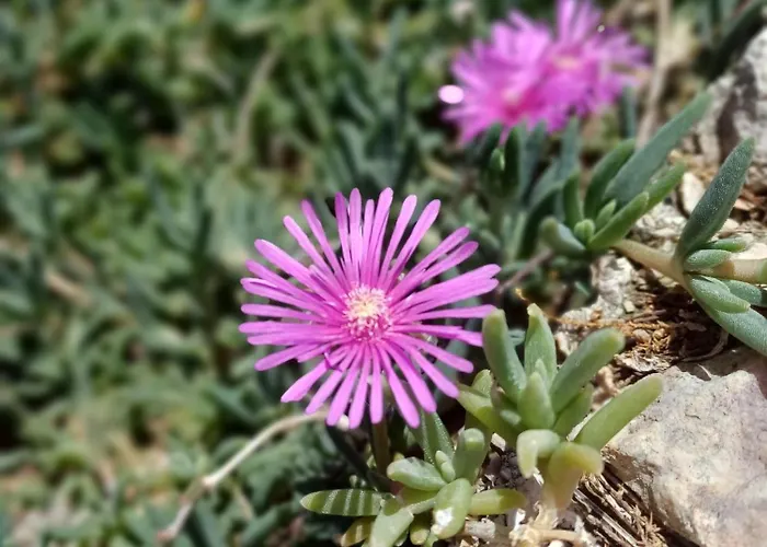 דירה Tri Masline With Seaview טרוגיר