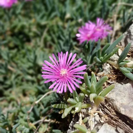 شقة Tri Masline With Seaview تروغير